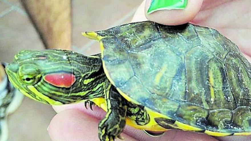 La tortuga de Florida amenaza la fauna dels Estanys de Almenara