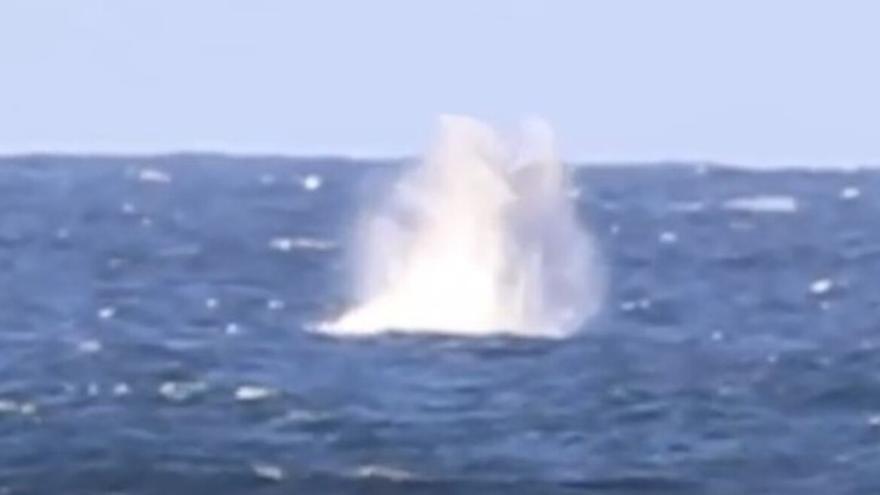 El impresionante salto de una ballena jorobada en Lanzarote