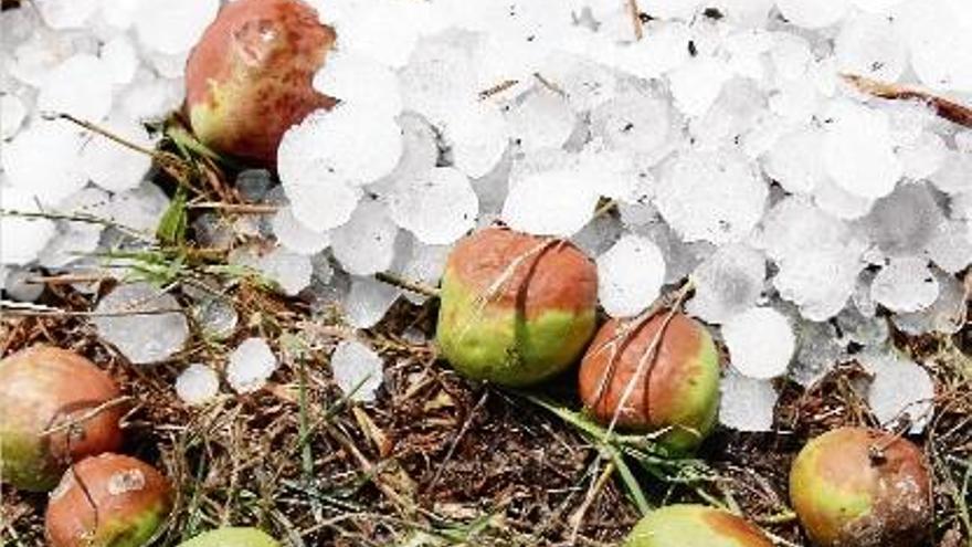 Els camps de pomes del Baix Empordà van ser els més afectats per les pedregades de divendres.