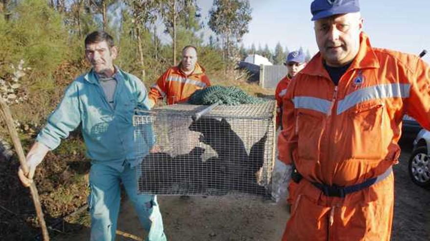 Agentes del Seprona, de Medio Ambiente y personal de Tragsa tratan de recuperar esta mañana ejemplares de visones