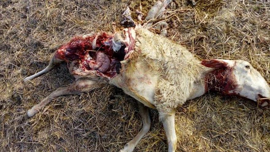 Cuatro ovejas muertas hacen sospechar de un ataque del lobo