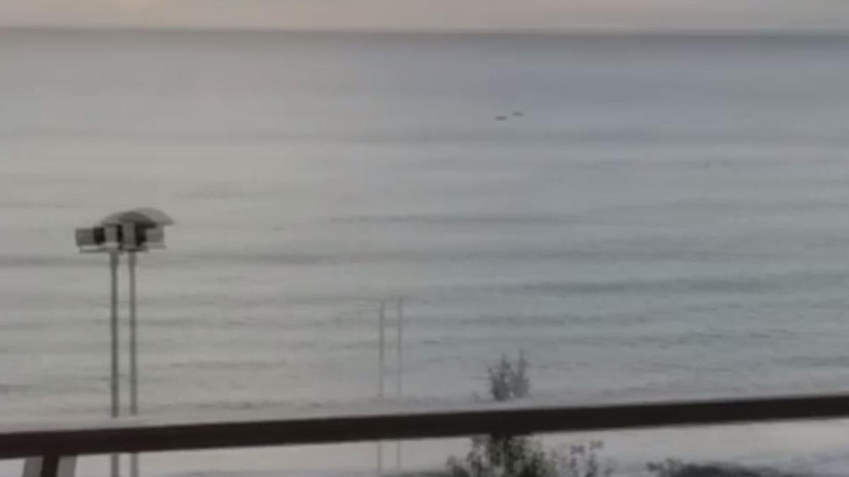 Una manada de delfines recorre la playa del Postiguet