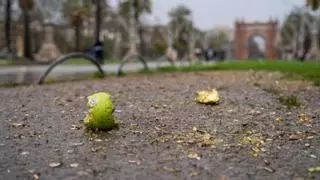 Una acumulación insólita de pipas ensucia el paseo Lluís Companys