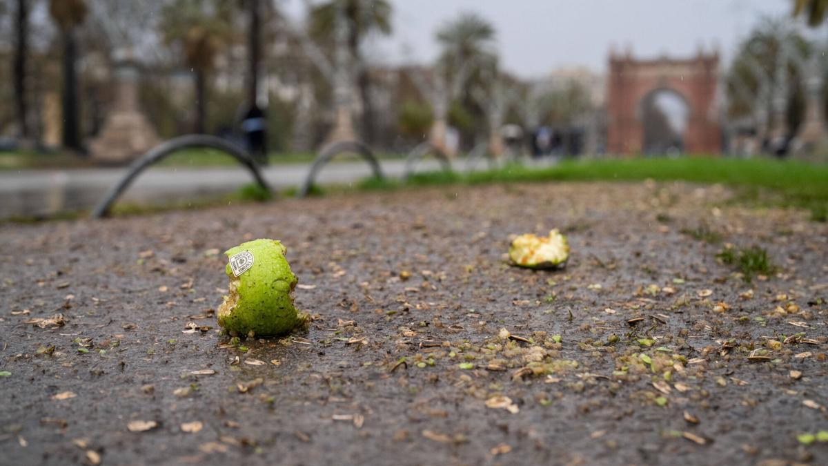 El parterre de Lluís Companys más próximo al parque de la Ciutadella, con una manzana y lleno de cáscaras de pipas