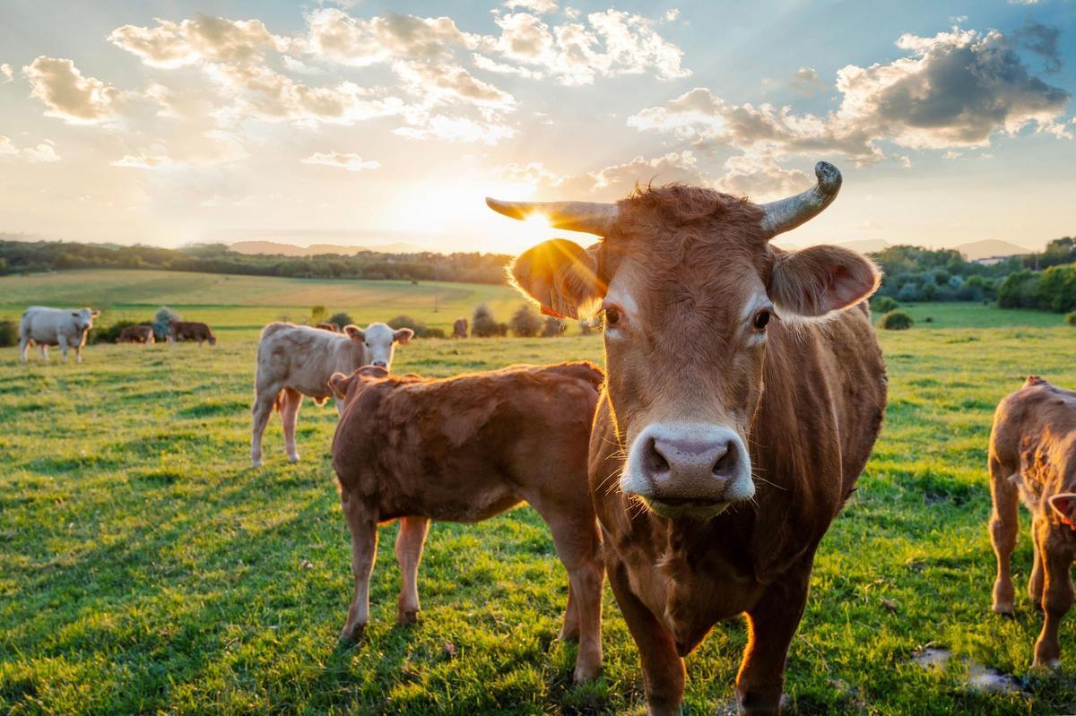 Vacas en Asturias.