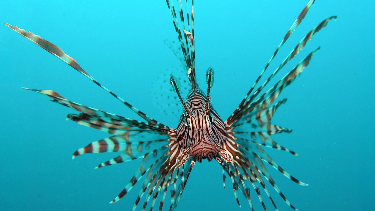 Der für Menschen gefährliche Feuerfisch (Pterois volitans) breitet sich auch im Mittelmeer aus