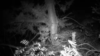 Ginetas en los bosques del norte de Ibiza: las espectaculares imágenes captadas por alumnos de Can Marines