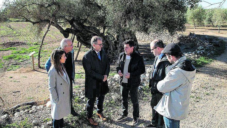 Ayuda de la Diputación para difundir los olivos milenarios de Castellón