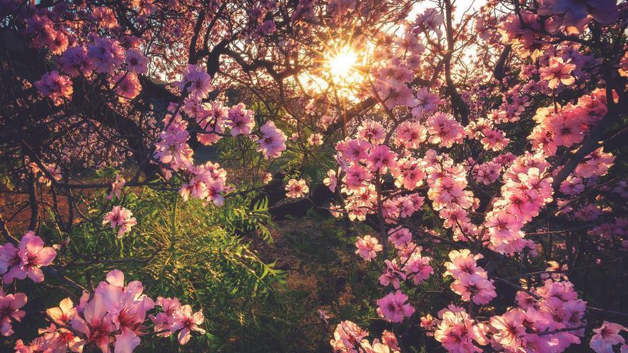 Las mejores fotos del año de la naturaleza efímera de los almendros en flor
