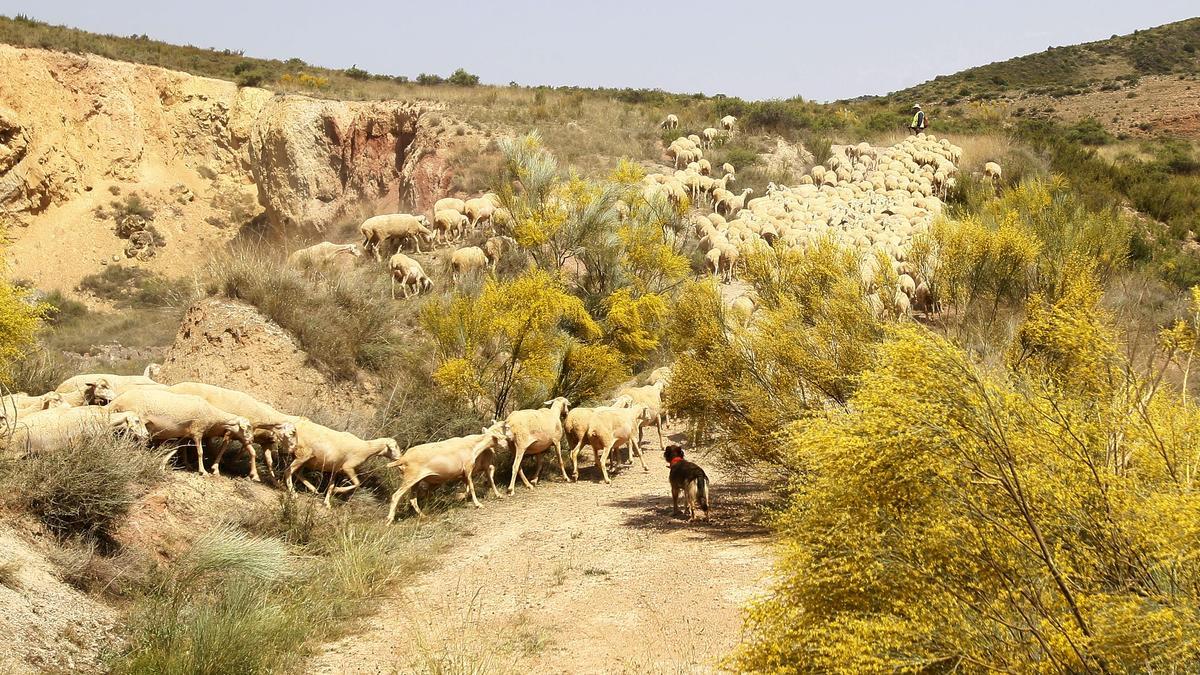 Un rebaño pace entre los arbustos de las áridas laderas de Mularroya, el pasado viernes.