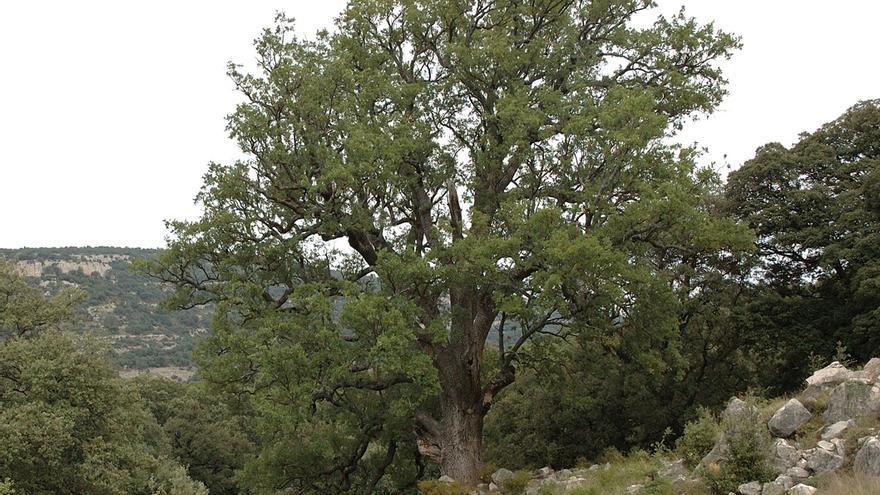 El Barranc dels Horts i Mas Vell conserva una arbreda centenària de carrasques.