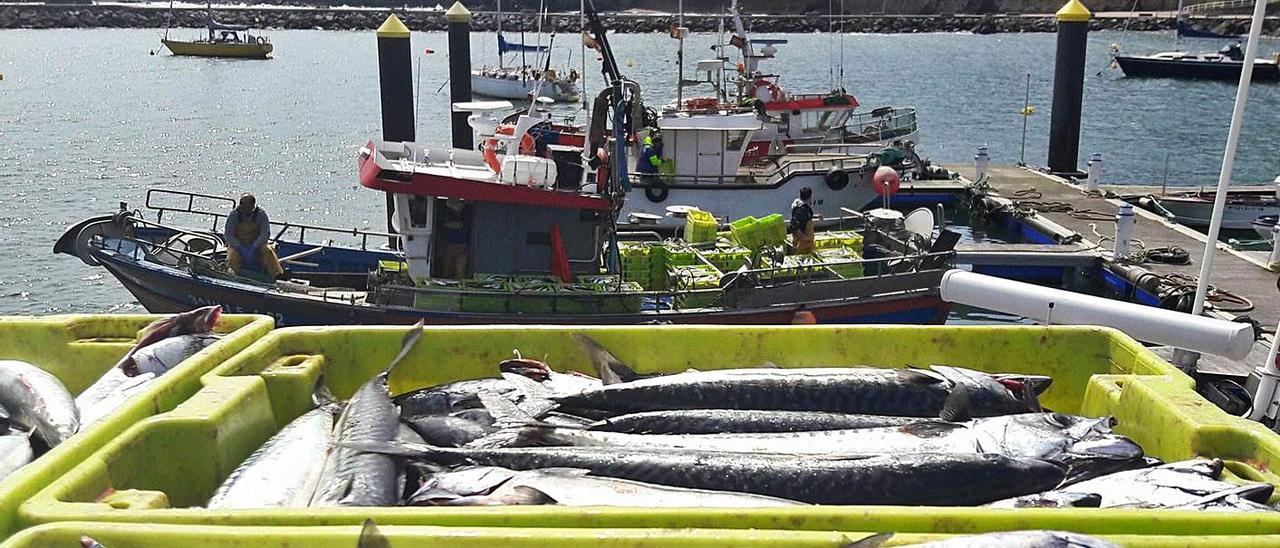 Cajas de xarda apiladas en el muelle pesquero de Avilés.