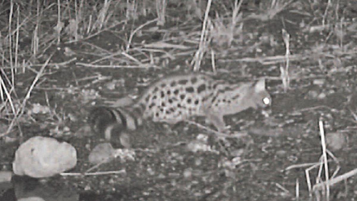 Imatge nocturna d’una geneta al Fluvià, a Bàscara, captada amb un sistema de trampeig