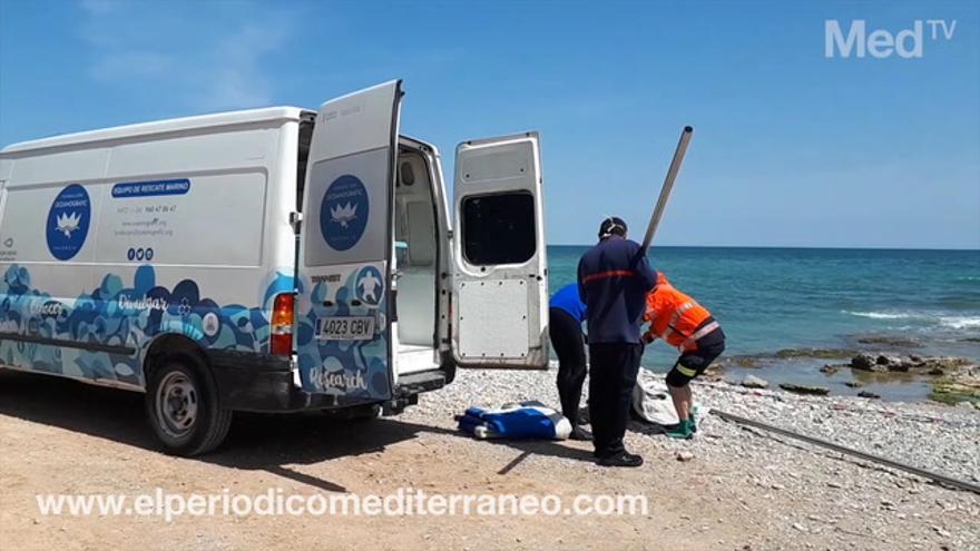 Rescatan a un delfín varado en la playa de Benicarló