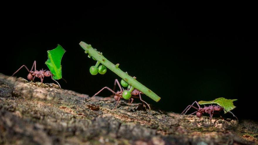 La brújula lunar de las hormigas: navegación nocturna y cálculos sorprendentes