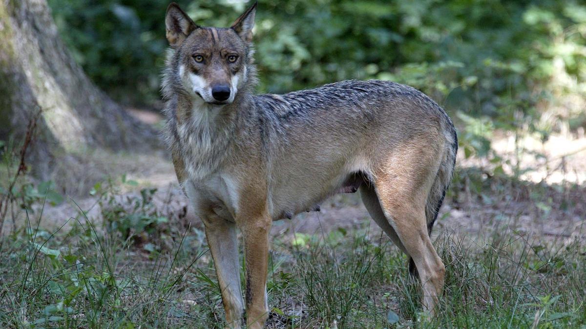 Tres lobos atacan a una mujer en un zoo de París tras meterse en una zona prohibida