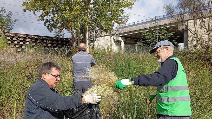 La hierba de la Pampa está retrocediendo en el Gafos y Vaipolorío llama a una jornada de erradicación voluntaria