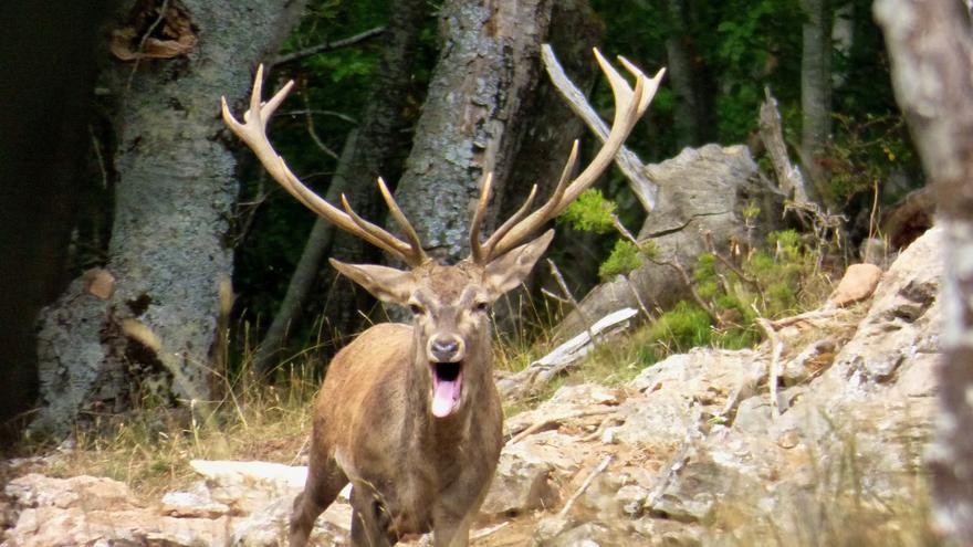 Denuncian que la caza reduce las poblaciones de ciervo en Palencia