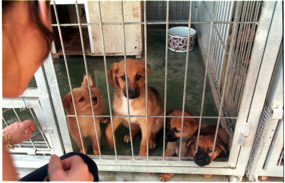 perros