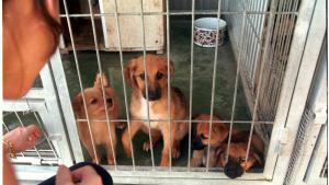 perros