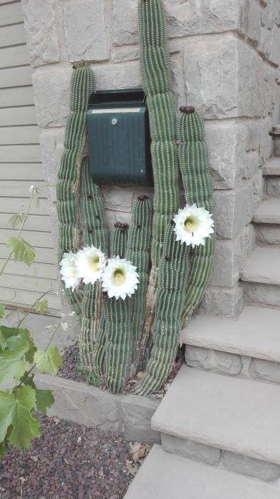 Moià. Aquest cactus és una prevenció original contra carters.