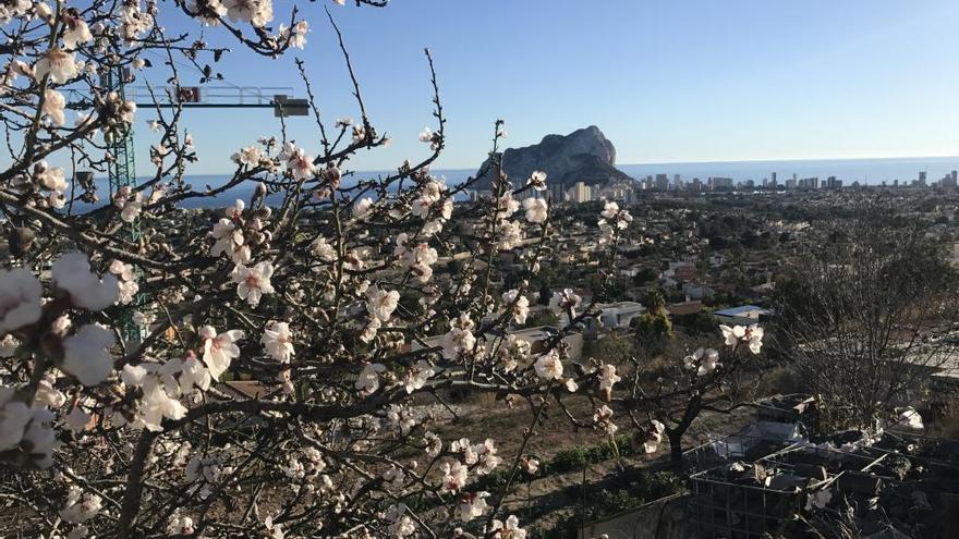 Espectacular floración de los almendros en la Marina Alta