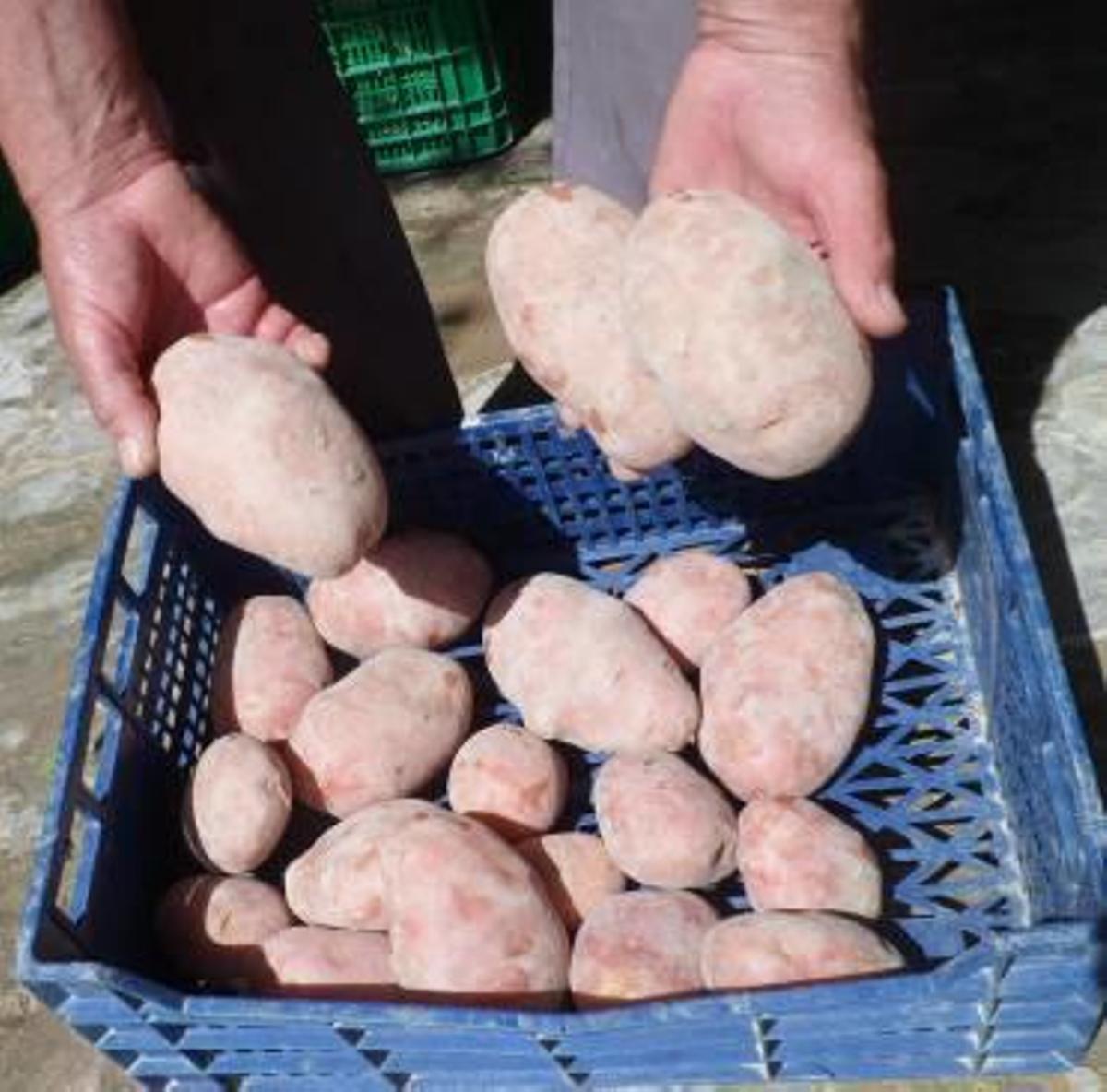 El germen de la huerta alicantina