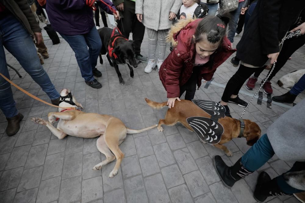 Perros buscan una familia