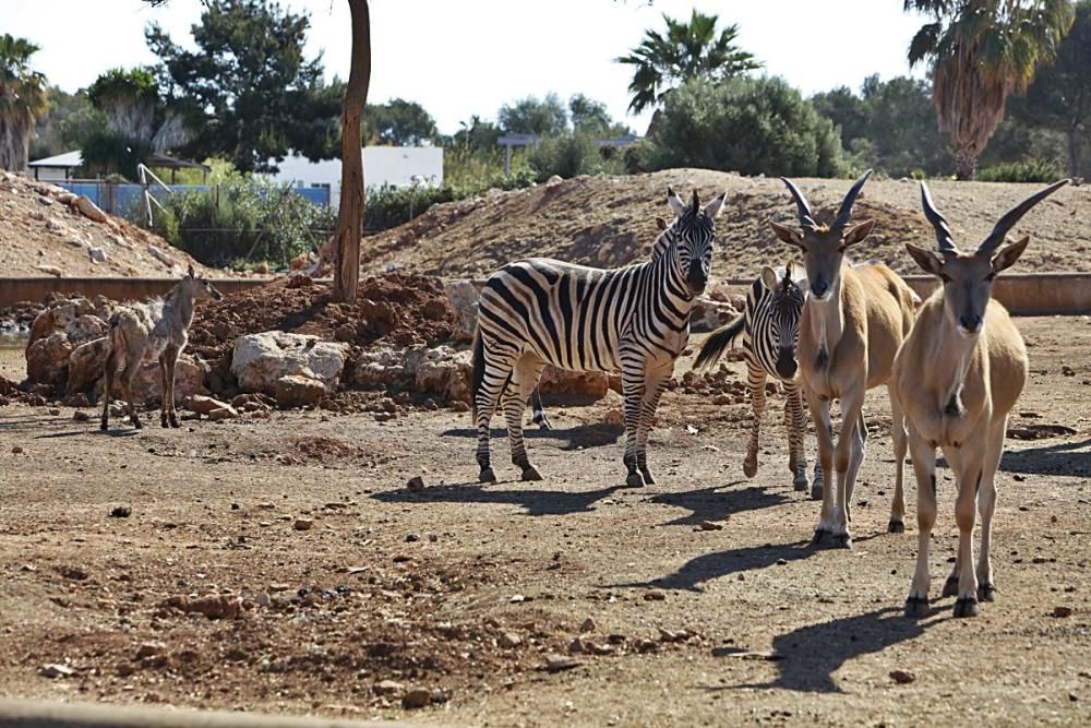 Im Safari Zoo Sa Coma gibt es in diesem Jahr besonders viel Nachwuchs.