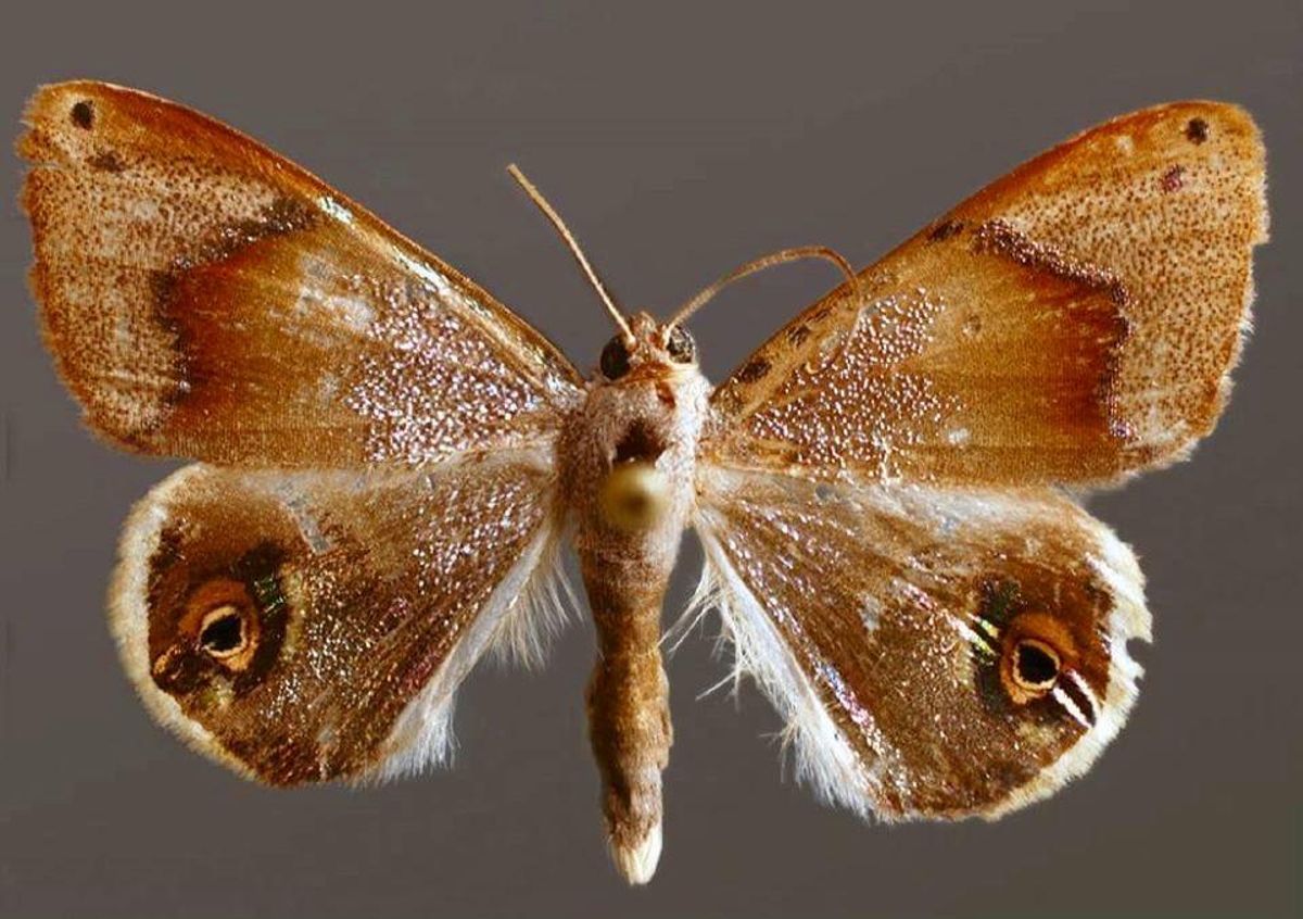 Polilla nocturna, otro importante polinizador