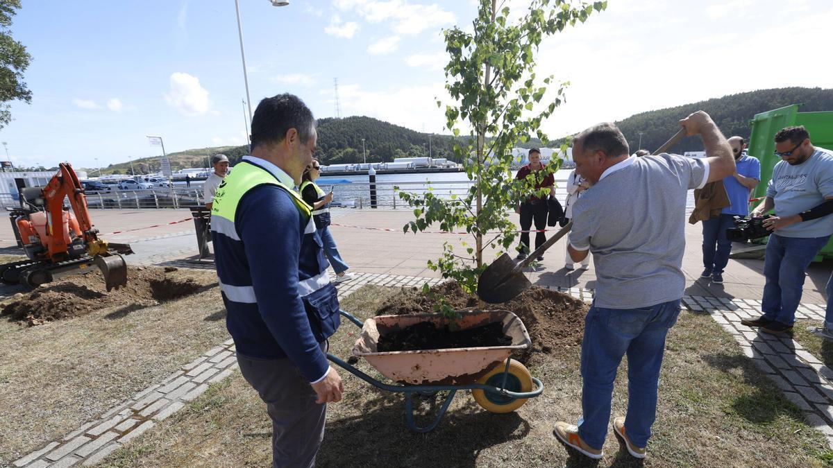 Un momento de la plantación de los últimos árboles