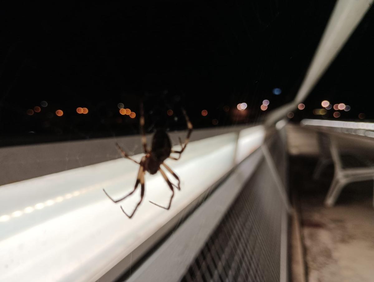 Fotogalería | Las arañas del puente Lusitania de Mérida