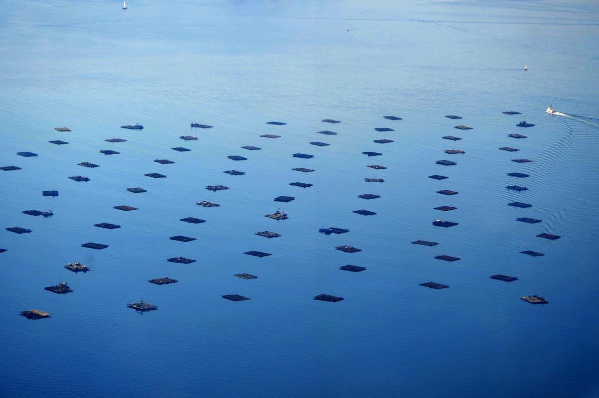Una vista aérea de las bateas gallegas.
