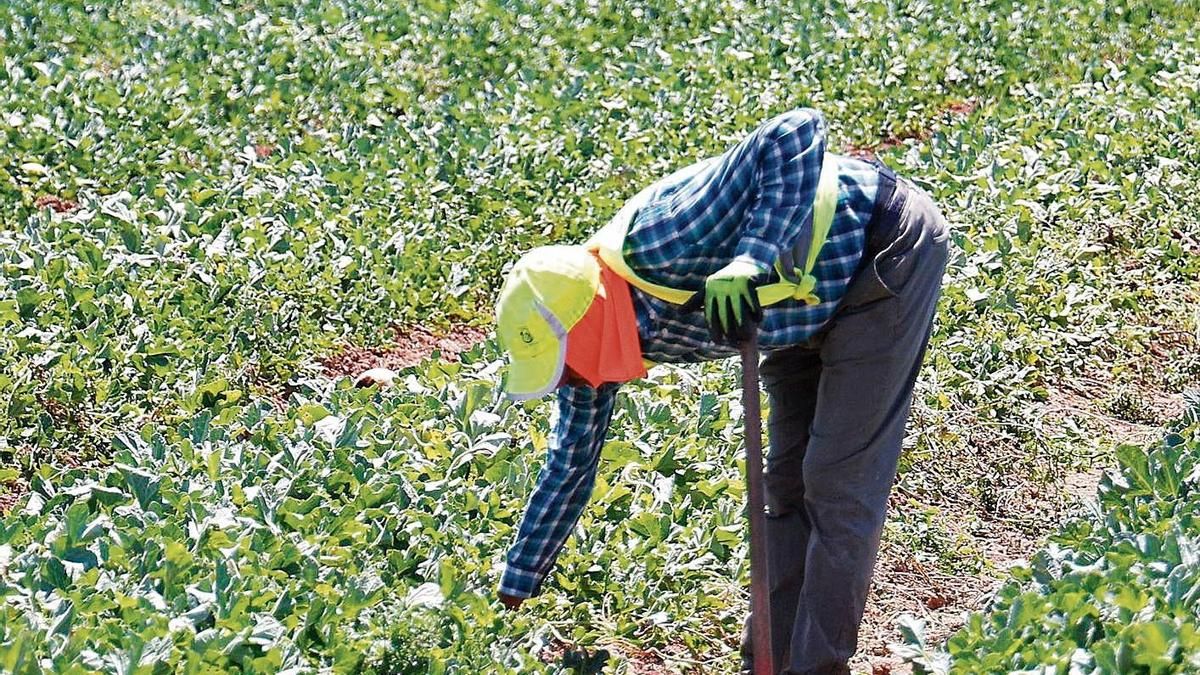 Jornaleros trabajando ayer en el Campo de Cartagena a más de 30 grados.