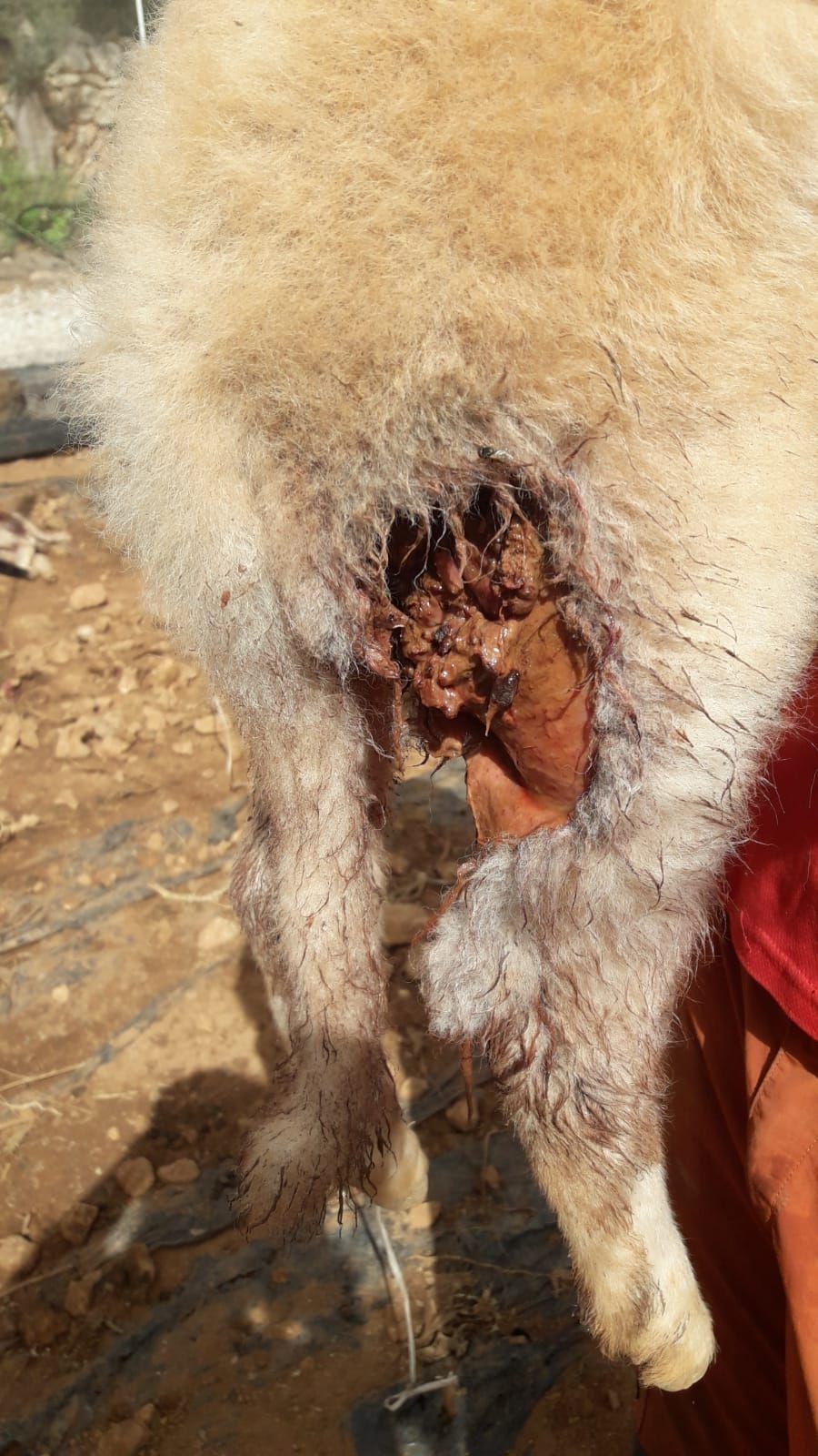 Vorsicht, verstörende Bilder: So haben Hunde eine Schafsherde auf Mallorca zugerichtet