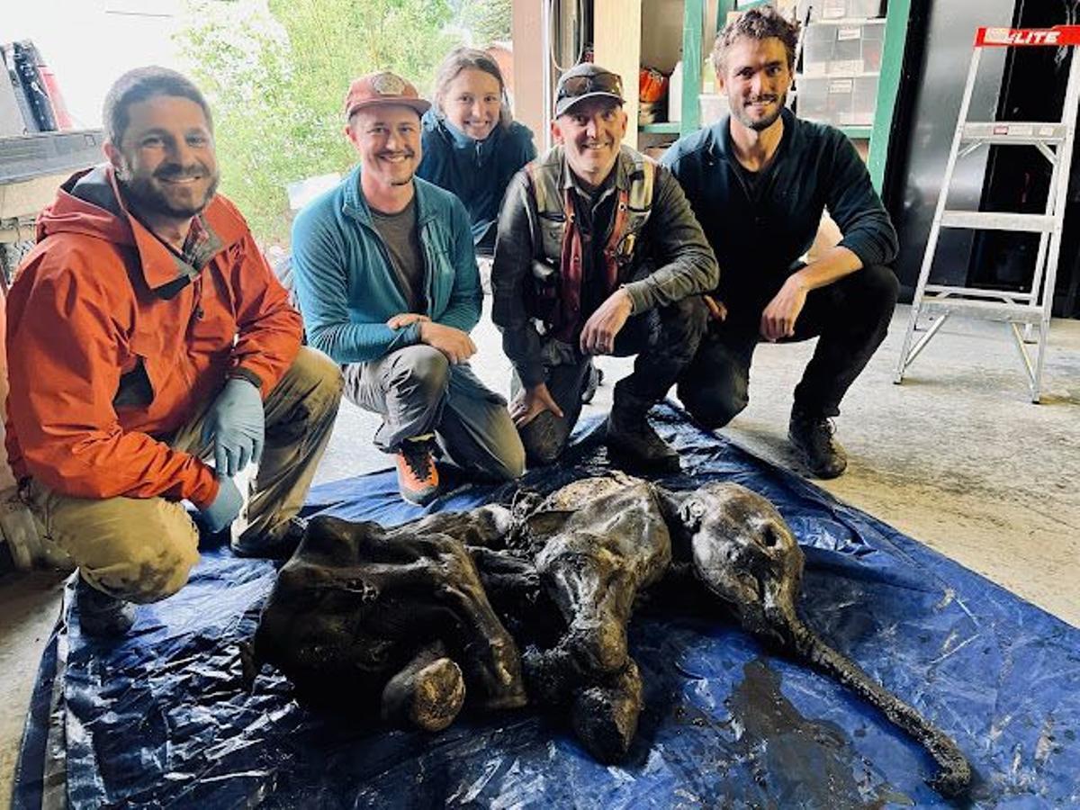 El mamut ha sido hallado en Canadá