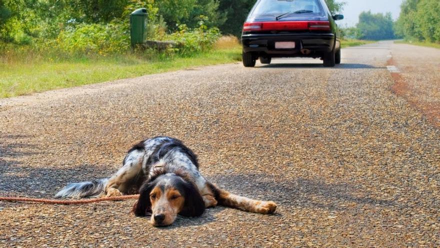 Extremadura registra 62 accidentes por atropellos de animales domésticos