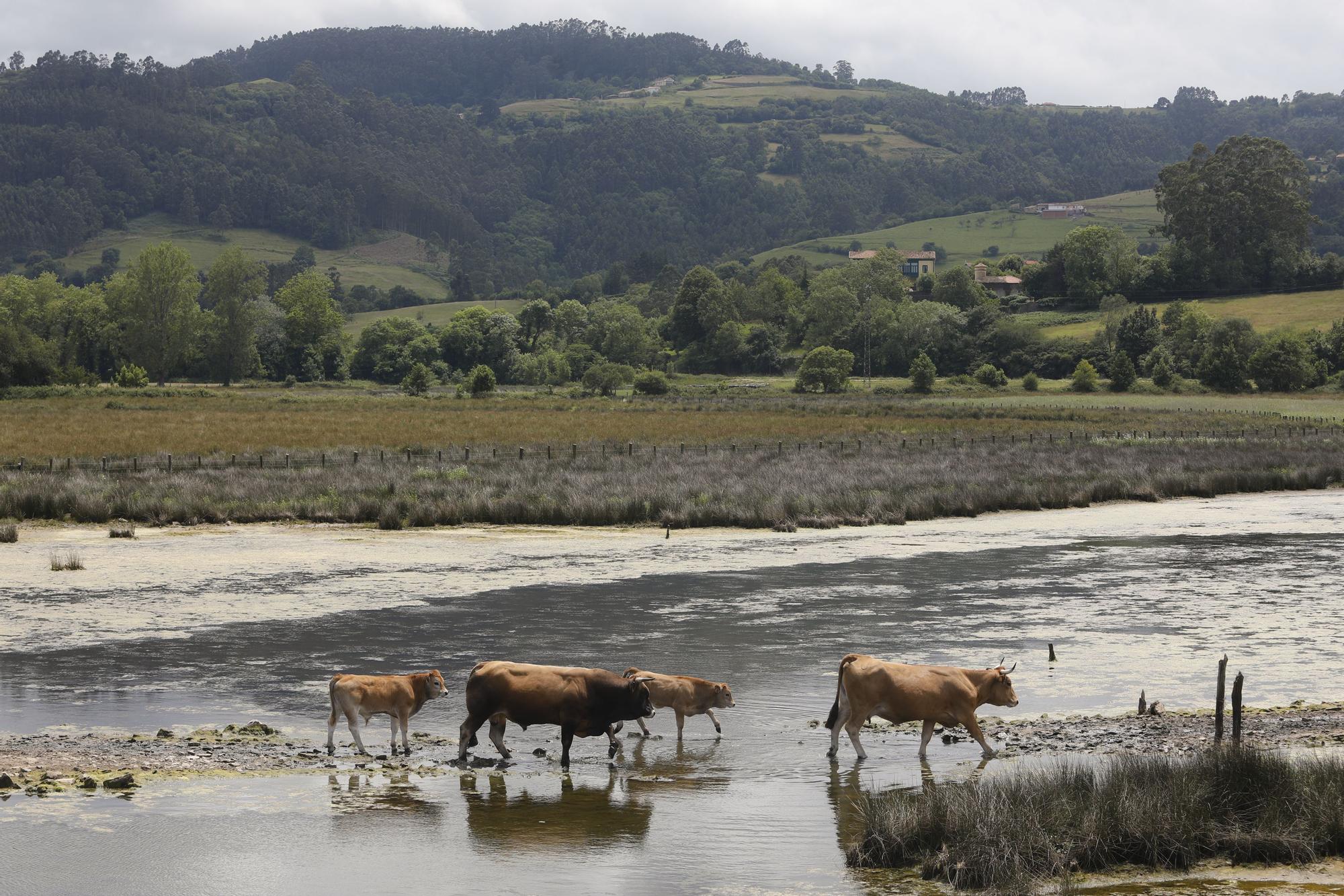La ría de Villaviciosa se malbarata: la ruina de un entorno privilegiado asturiano