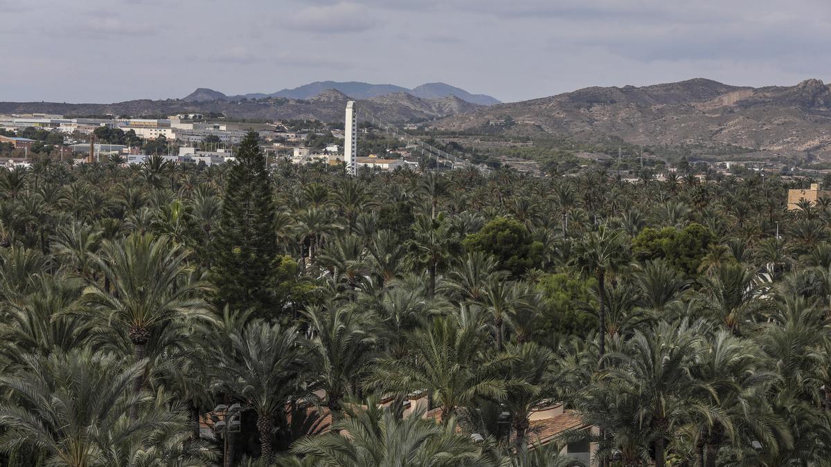 Vistas al Palmeral de Elche