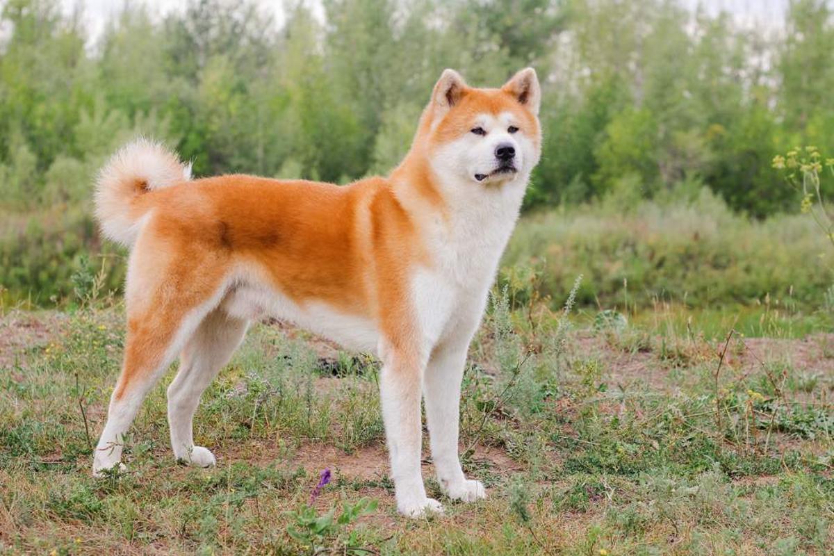 Akita Inu