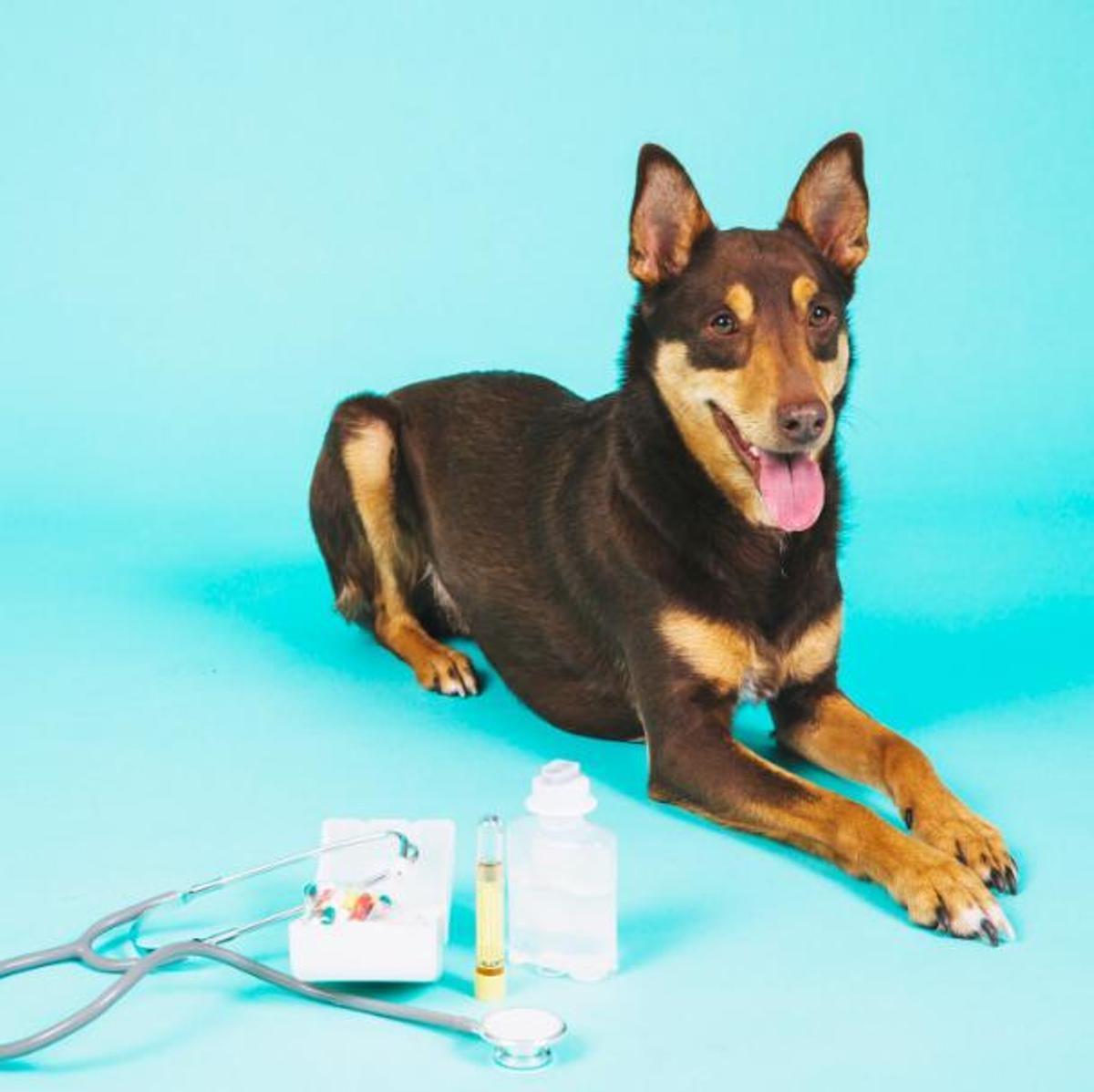 Què necessita la nostra mascota?