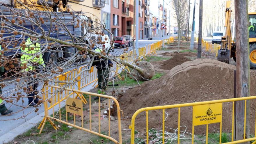 Imatge dels treballs per plantar nous plàtans a la Devesa