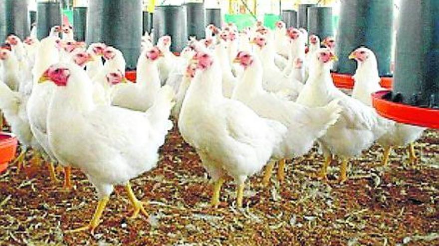 Grasa del pollo para fabricar biodiésel