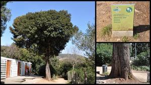 La encina de los jardines de Can Sentmenat, en Barcelona.