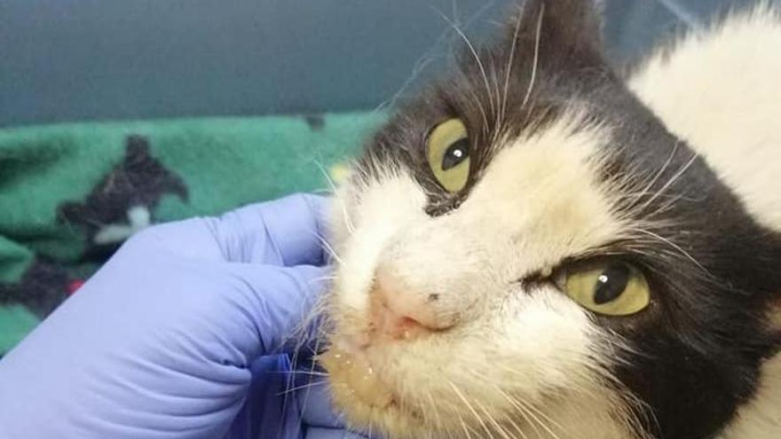 El gato que fue rociado con salfumán en Bunyola se recupera de sus heridas