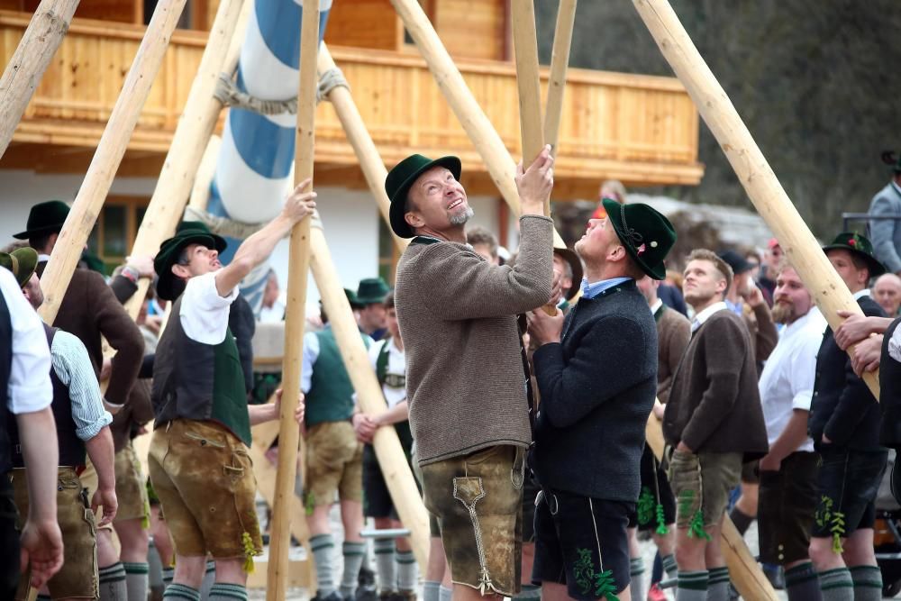 Men in traditional Bavarian clothes erect a ...