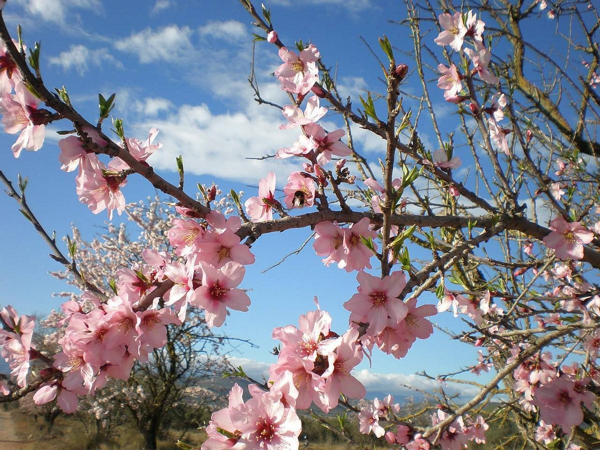 Los almendros, como estos en la sierra de Montsià, en Catalunya, están floreciendo 10 días antes que hace 40 años debido al cambio climático.