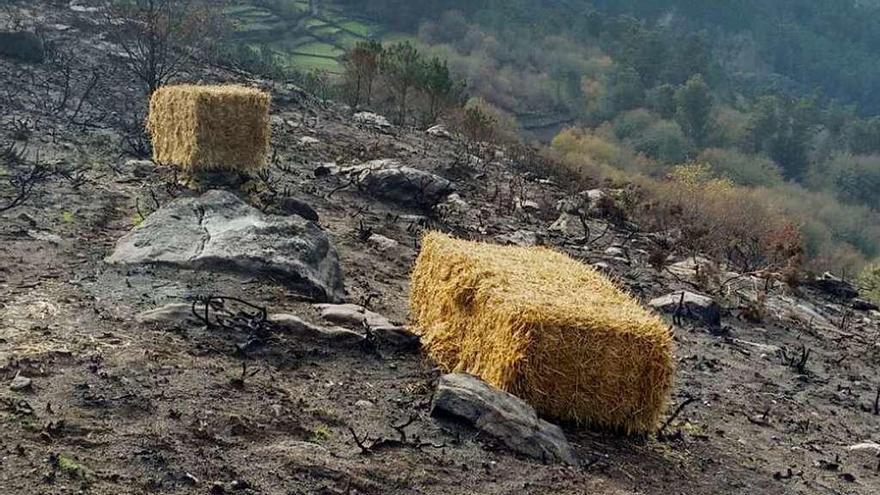 Balas de paja recién depositadas para ser esparcidas por los montes quemados. // R. Vázquez