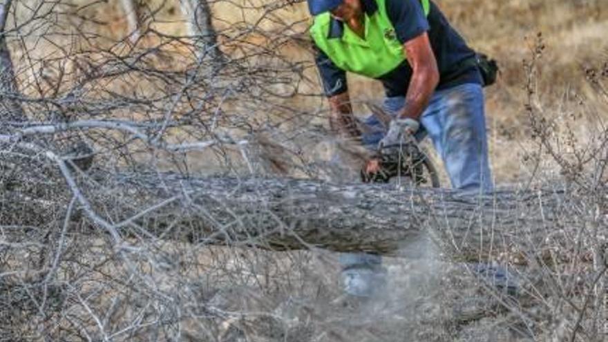 Una decena de operarios trabajan en la tala de pinos de la sierra de Orihuela hasta finales de mes, para cortar cerca de 1.200 ejemplares.