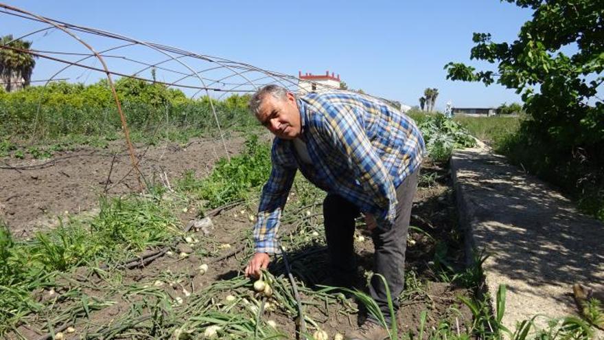 Carlos Sendra, con una de las cebollas que los jabalíes han arrancado de su campo. | CARLOS LÓPEZ